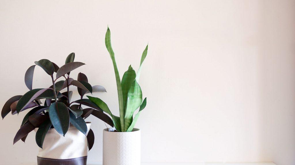 Indoor Plants